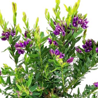 Φυτό Polygala 45-65cm