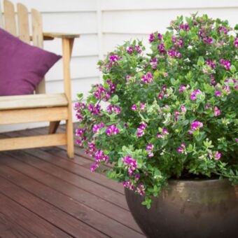 Φυτό Polygala 45-65cm