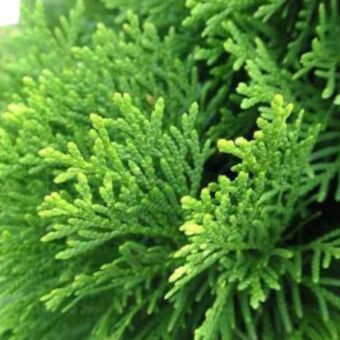 Φυτό Thuja gold 45-70cm