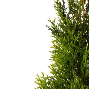 Φυτό Thuja emerald 120-145cm