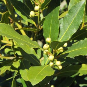 Φυτό Laurus nobilis 50-70cm