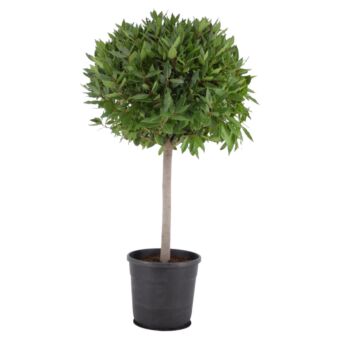 Φυτό Laurus nobilis stem - ball 120-150cm
