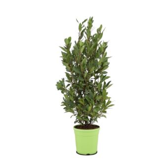 Φυτό Laurus nobilis 50-70cm