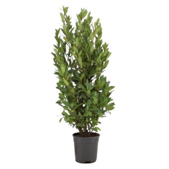 Φυτό Laurus nobilis 80-110cm