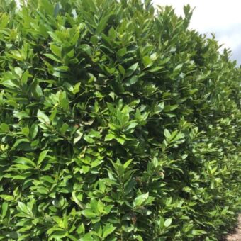 Φυτό Laurus nobilis 50-70cm