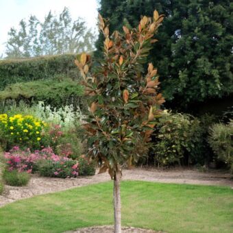 Φυτό Magnolia 170-200cm
