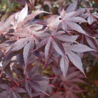 Φυτό Acer bloodred 40-60cm