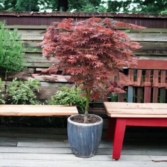 Φυτό Acer bloodred 40-60cm