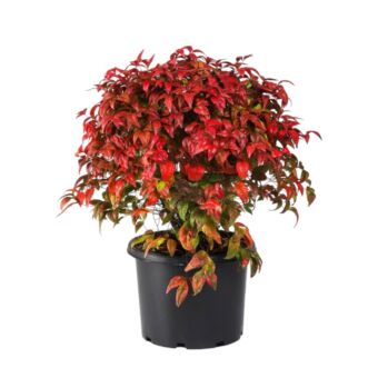 Φυτό Nnadina powerfire 50-70cm