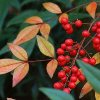 Φυτό Nandina domestica 25-35cm