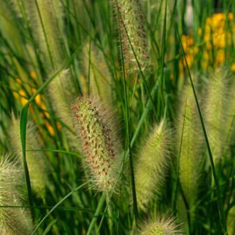 Φυτό Pennisetum 70-90cm