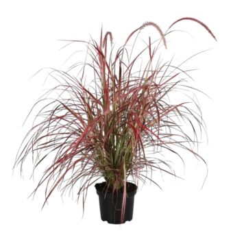 Φυτό Pennisetum 70-90cm
