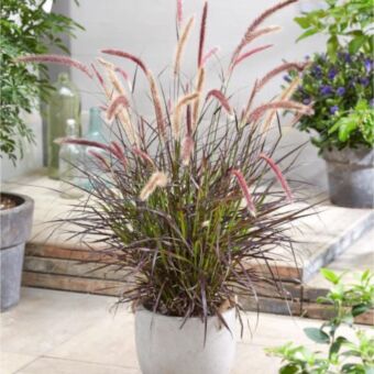 Φυτό Pennisetum 70-90cm