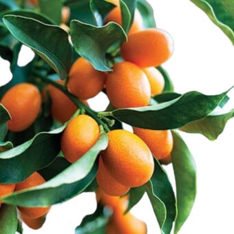 Φυτό nano Citrus japonica 150-160 cm