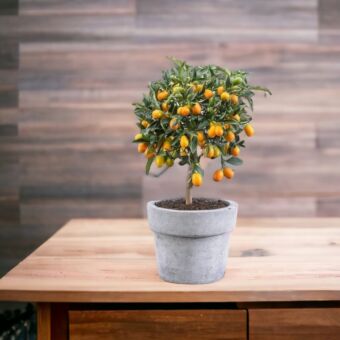 Φυτό nano Citrus japonica 150-160 cm