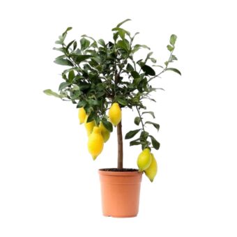 Φυτό nano Lemon tree 150-160 cm