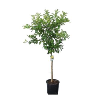 Φυτό Lemon tree 170-195