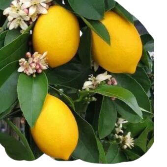 Φυτό Lemon tree 170-195