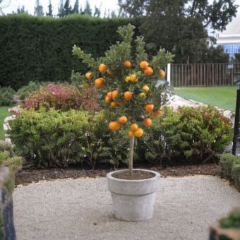 Φυτό nano Mandarin tree 150-160 cm