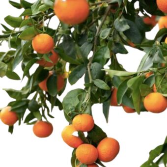 Φυτό Mandarin tree 170-195cm