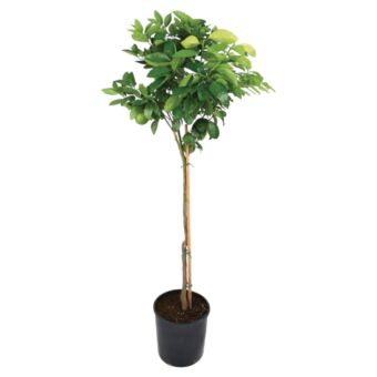 Φυτό Orange tree 170-195cm