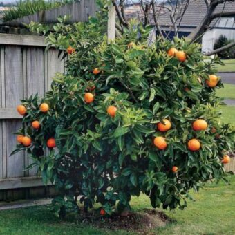 Φυτό nano Orange tree 150-160 cm