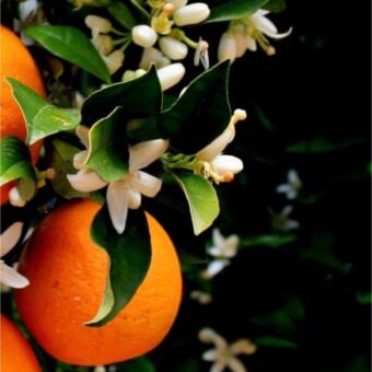 Φυτό Orange tree 170-195cm