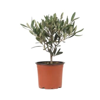 Φυτό Olive tree 20-30cm
