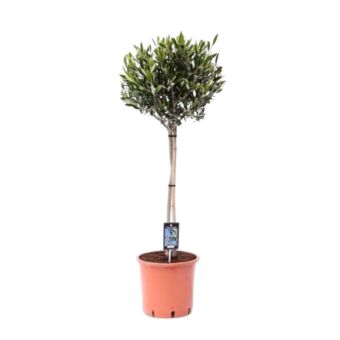 Φυτό Olive tree 50-65cm