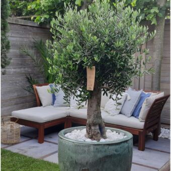 Φυτό Olive tree 30-45cm