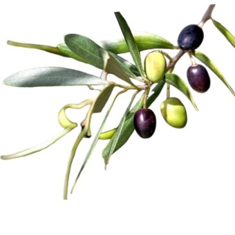 Φυτό Olive tree 50-65cm