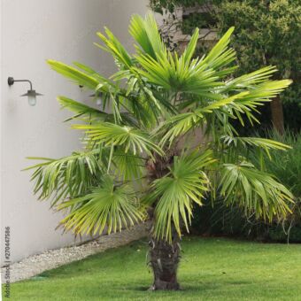 Φυτό Chamaerops Excelca 130-160cm