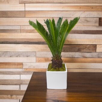 Φυτό Cycas 30-40cm