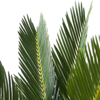 Φυτό Cycas 30-40cm