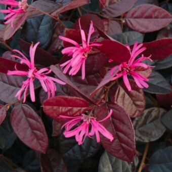 Φυτό Loropetalum 30-50cm