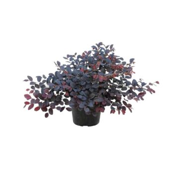 Φυτό Loropetalum 30-50cm