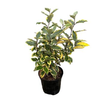 Φυτό Eleagnus panache 40-60 cm