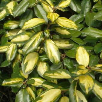 Φυτό Eleagnus panache 40-60 cm