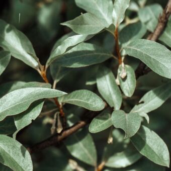 Φυτό Eleagnus 40-60 cm