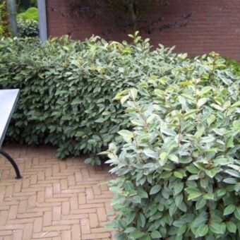 Φυτό Eleagnus 40-60 cm