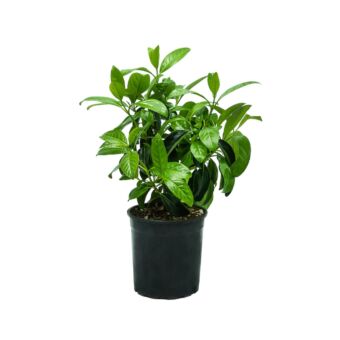 Φυτό  Lucidum 20-30 cm