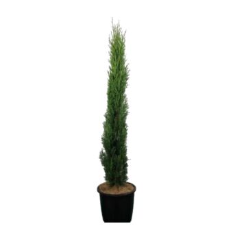 Φυτό Cupressus Sempervirens 100-120cm