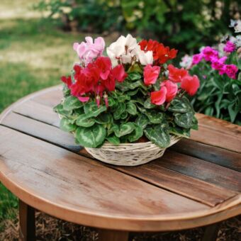 Φυτό Κυκλάμινο | Cyclamen 10-15 cm