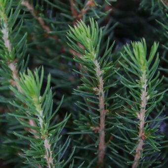 Φυτό Έλατο | Abies Normandiana 100-150cm
