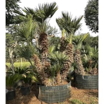 Χαμέροπας Χούμιλις | Chamaerops Humilis 300cm 4-5 stems