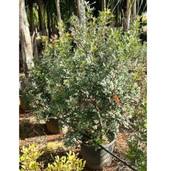 Σχίνος | Schinus Pistachia Lediscus