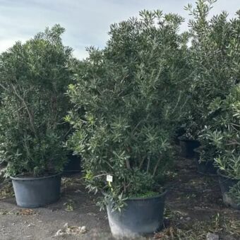 Αγγελικούλα | Pittosporum Tobira 