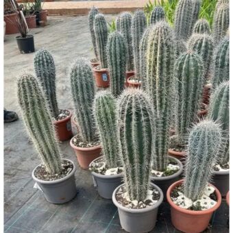 Κάκτος Παχυκηρεύς | Pachycereus Pringlei Φ20 cm