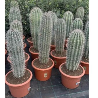 Κάκτος Παχυκηρεύς | Pachycereus Pringlei Φ24 cm