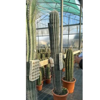Κάκτος Παχυκηρεύς | Pachycereus Pringlei H200 x Φ40 cm